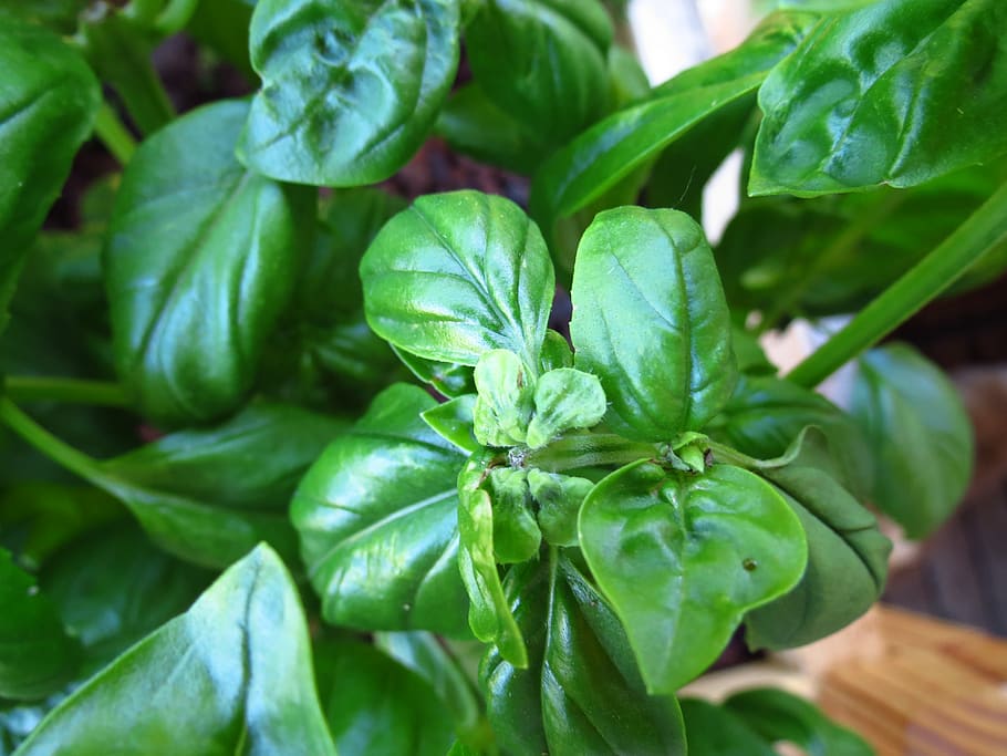 basil, garden, herbs, kitchen, plant, food, green, sweet basil HD wallpaper