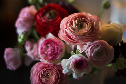natural, spring flowers, ranunculus, buttercup, bloom, blossom HD wallpaper