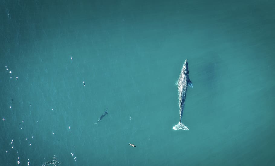 gray fish on calm water, sea, animal, animals in the wild, swimming HD wallpaper