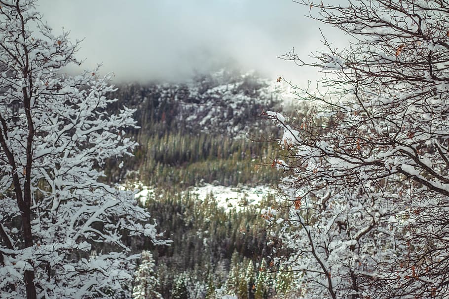 mountain covered with fogs, tree, plant, nature, abies, fir, outdoors HD wallpaper