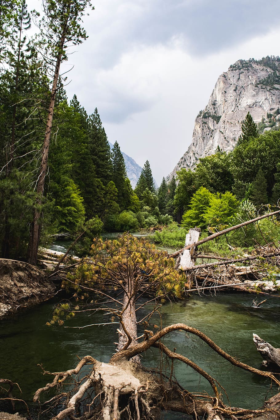 trees, forest, wilderness, nature, outdoors, river, plant, water HD wallpaper
