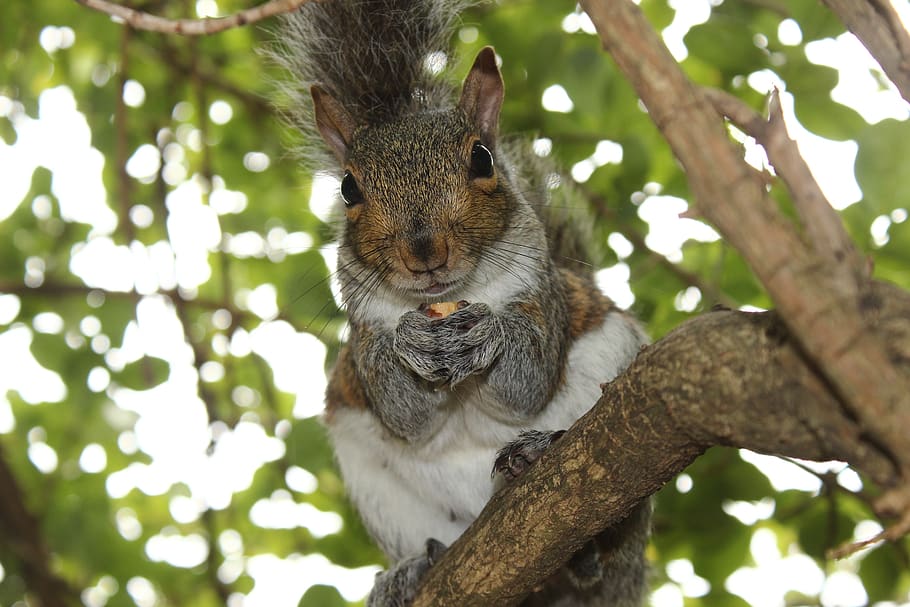 squirrel, animal wildlife, animal themes, animals in the wild HD wallpaper