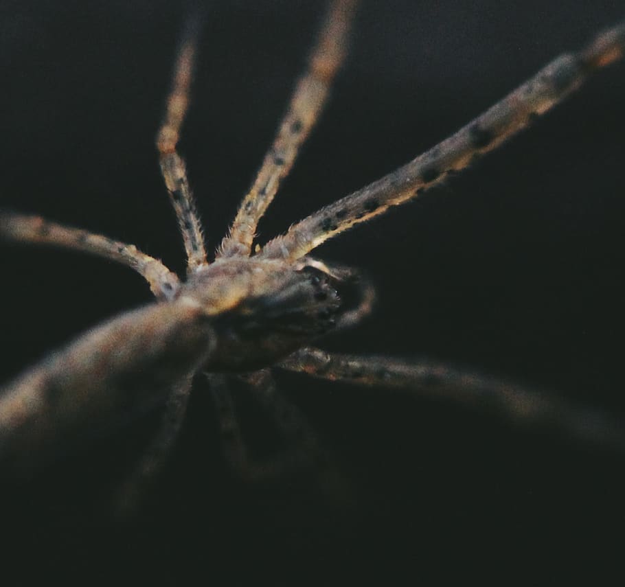 spider, nature, wildlife, close-up, selective focus, one animal HD wallpaper