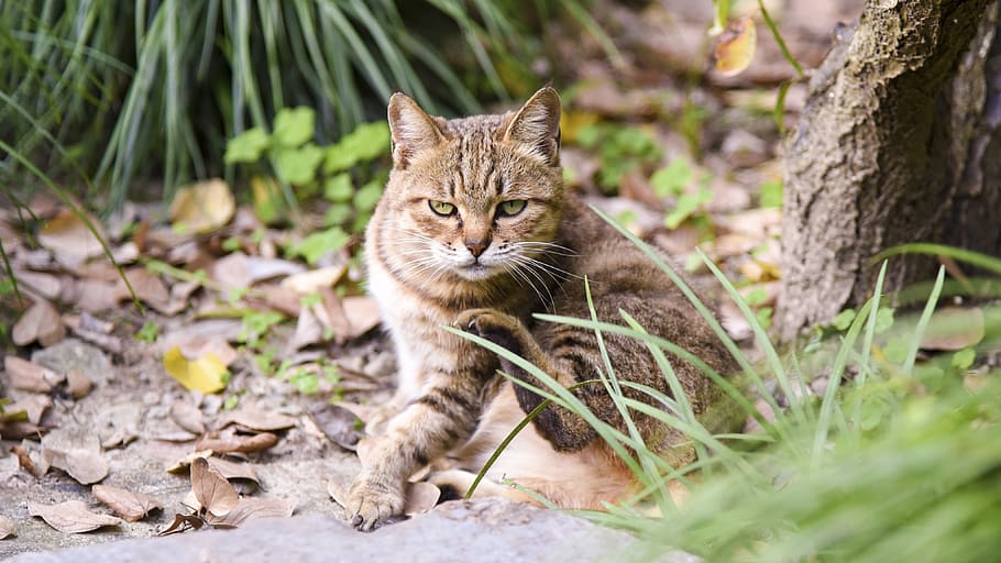 cat, kitty, kitten, animal, pets, mammal, one animal, feline HD wallpaper