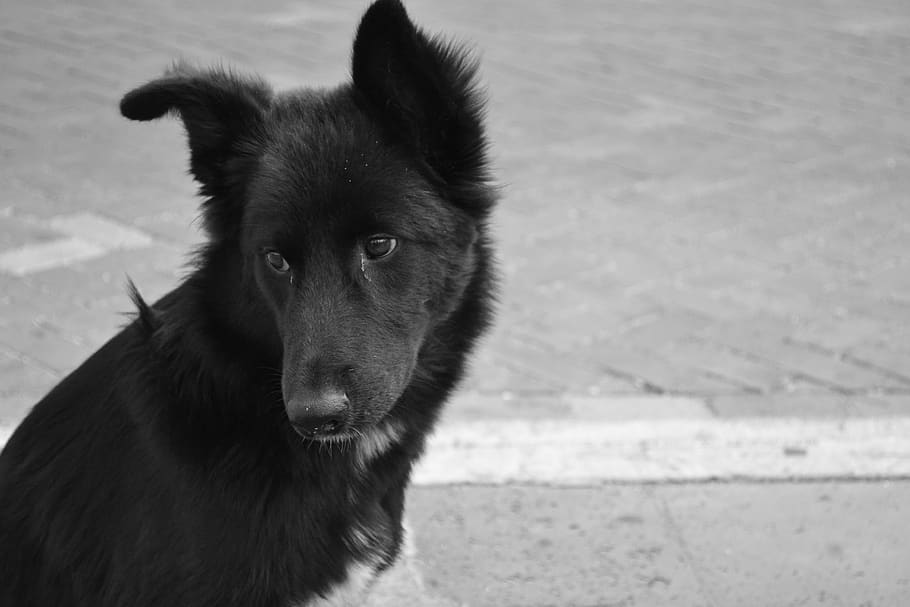 dog, animal, one animal, mammal, animal themes, vertebrate HD wallpaper