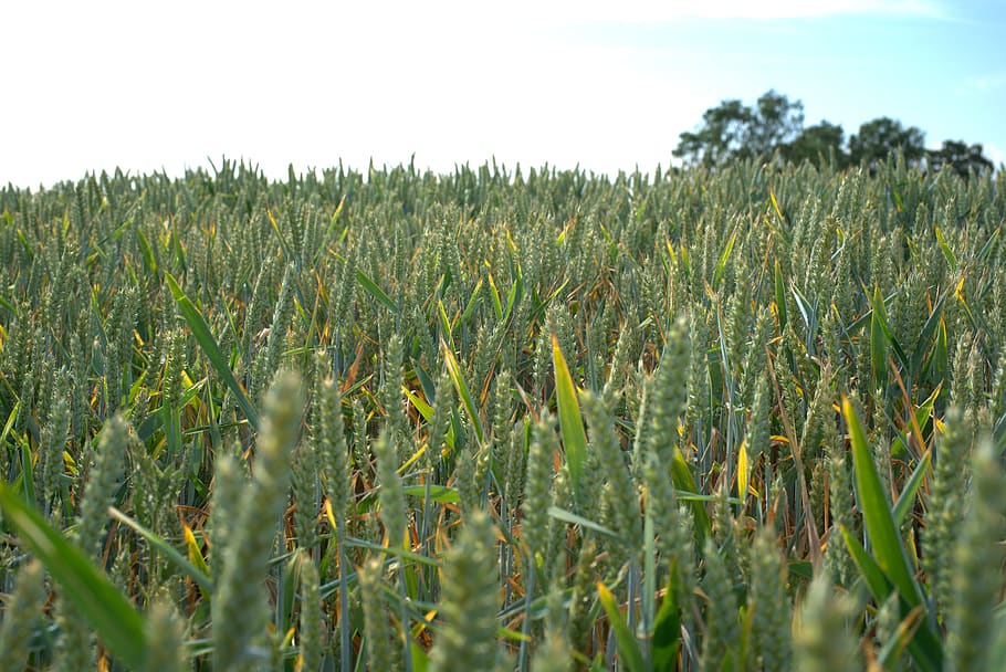 cornfield, grain, cereals, agriculture, spike, nature, harvest HD wallpaper