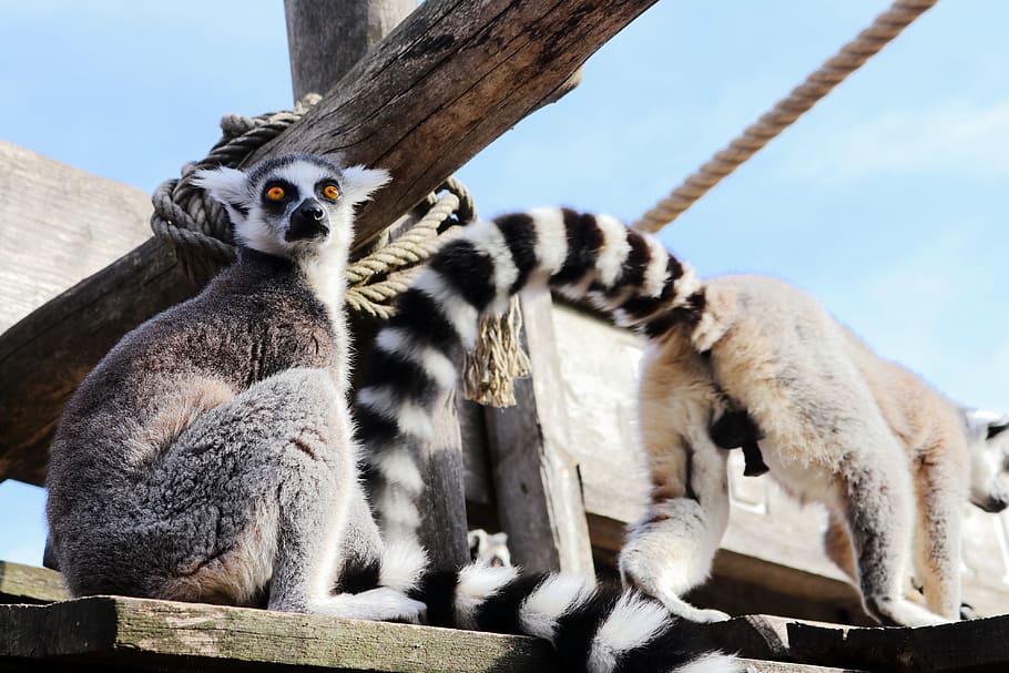 lemur, monkey, animal, cute, animal world, zoo, sweet, äffchen, HD wallpaper