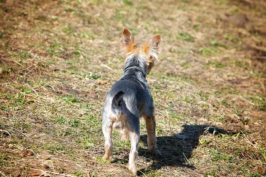 dog, small, out, attention, meadow, nature, spout, wheel, yorki HD wallpaper
