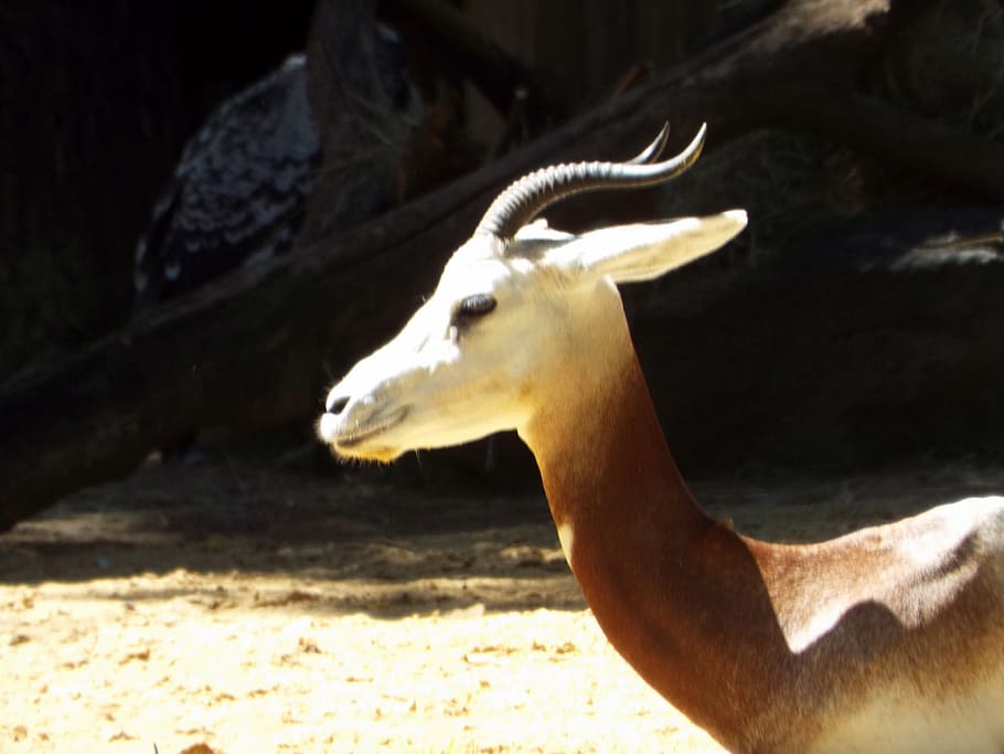 brown and white antelope, animal, gazelle, mammal, wildlife, smithsonian national zoological park HD wallpaper