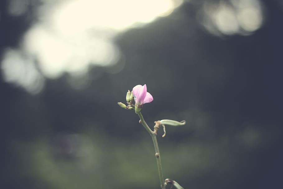 Pink Flowering Plant, bloom, blossom, flora, macro, nature, petals HD wallpaper