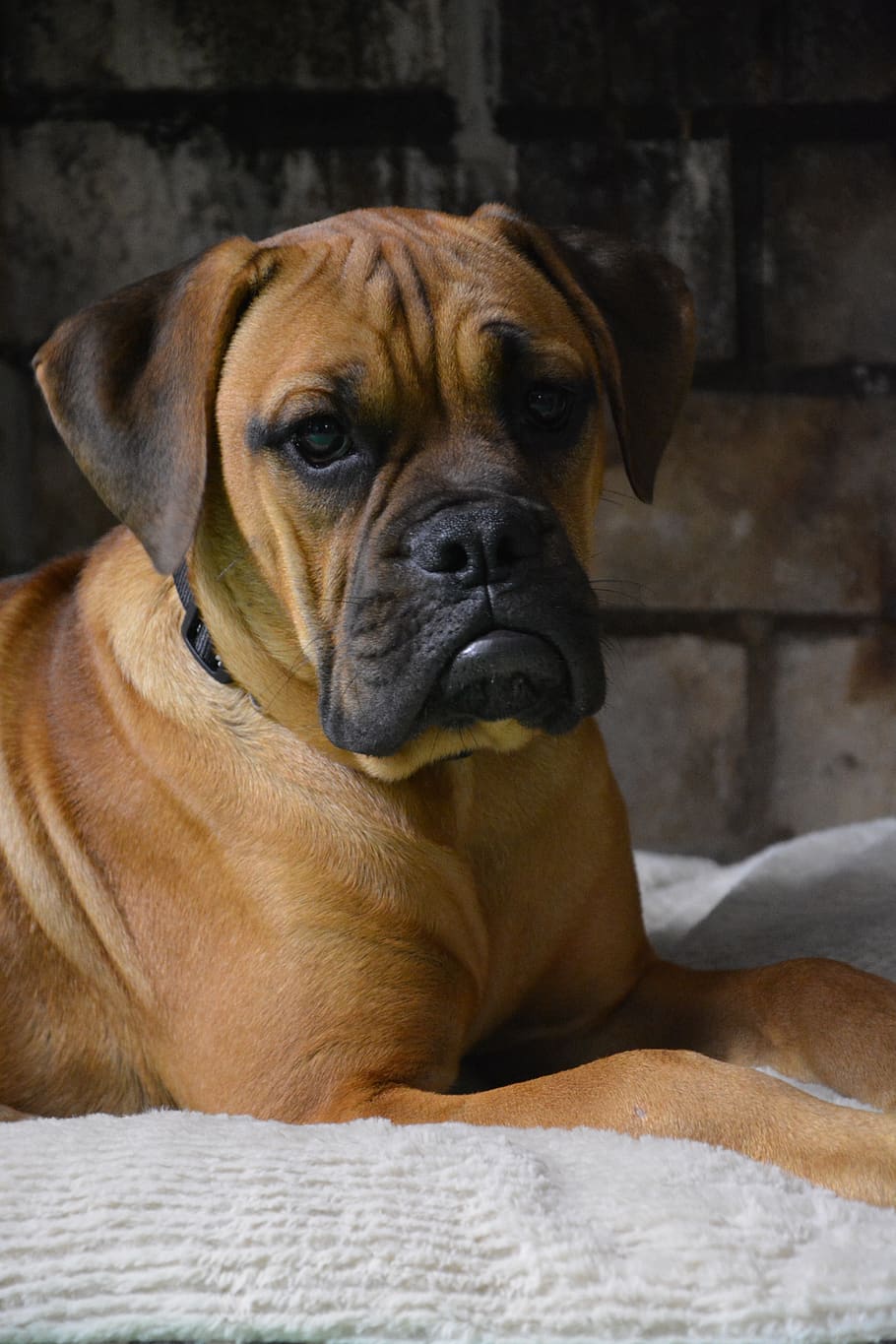 dog, boxer, puppy, grumpy, canine, one animal, pets, domestic HD wallpaper