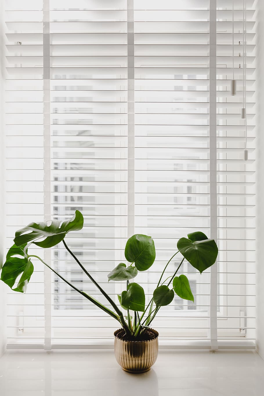 Monstera in the gold pot, flora, green, leaf, plant, window, blinds, HD wallpaper