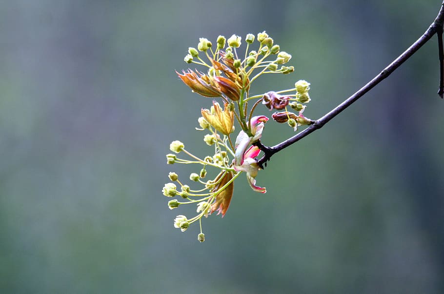 spring, flowers, tree, leaves, nature, colorful, beauty, flora HD wallpaper