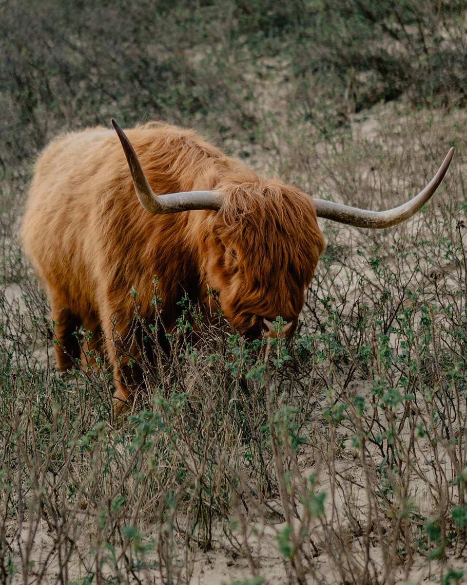 brown yak on green field, cattle, mammal, animal, cow, longhorn, HD wallpaper