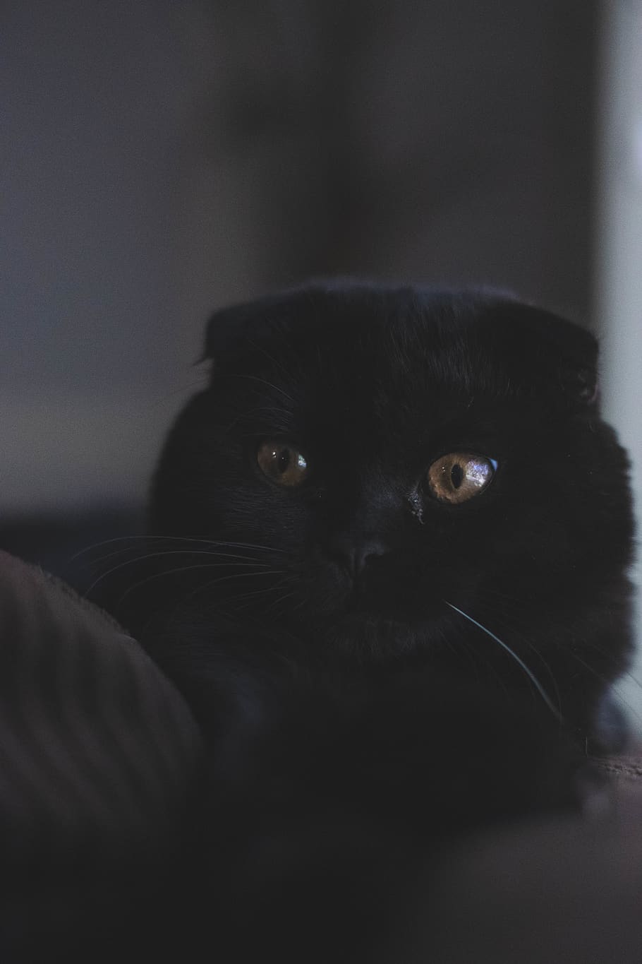 one animal, animal themes, mammal, domestic, pets, domestic animals HD wallpaper