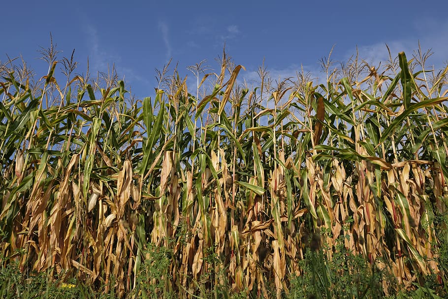 corn, corn plant, cornfield, food, agriculture, corn plants HD wallpaper