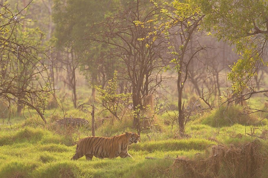 Hd Wallpaper India Chandrapur Tadoba National Park Habitat Safari Tiger Wallpaper Flare