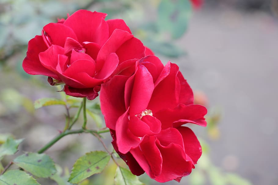 flowers, red, rose, beautiful, romantic, background, bloom HD wallpaper