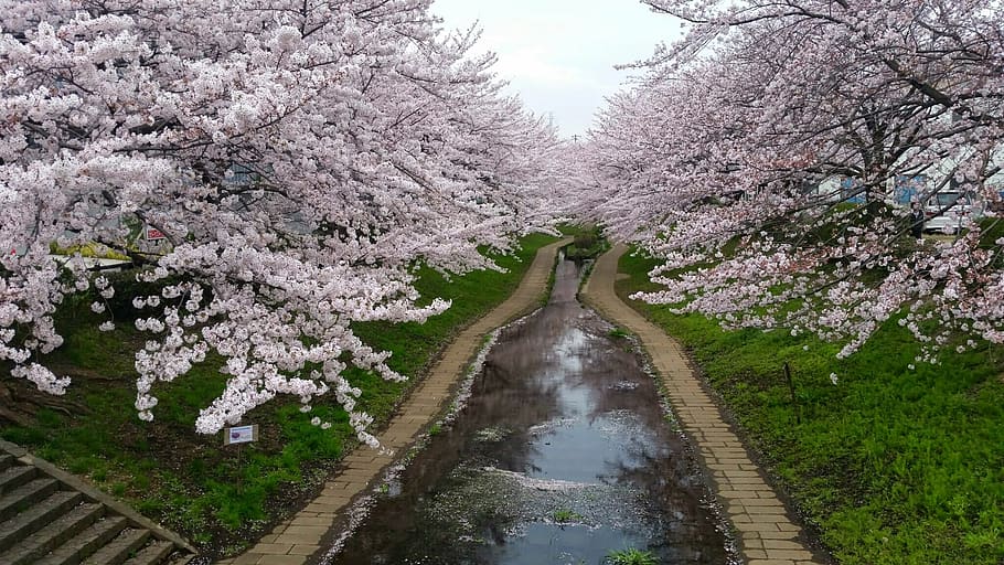 japan, yokohama, shinyokohama, cherry blossom, trees, creek, HD wallpaper