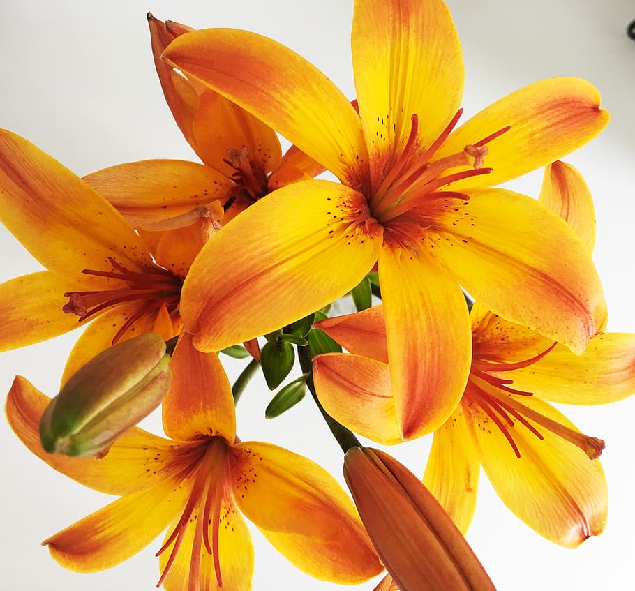 lily, flower, orange, blossom, bloom, plant, stamen, petals HD wallpaper