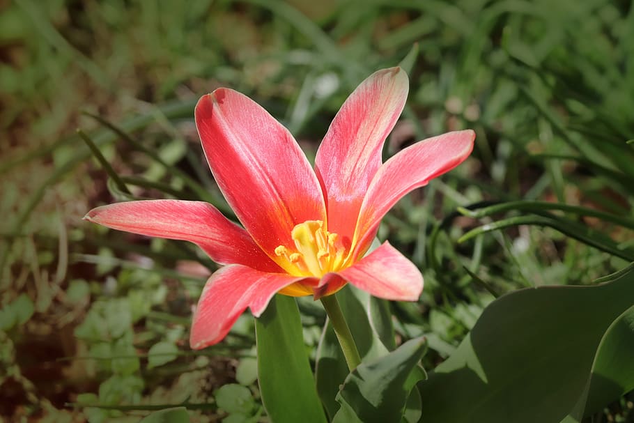 tulip, tulipa, schnittblume, bloom, breeding tulip, red, ornamental flower, HD wallpaper