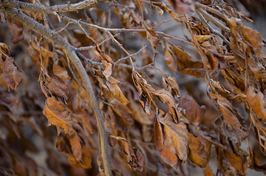 autumn, leaf, texture, nature, colorful, tree, wood, trees HD wallpaper