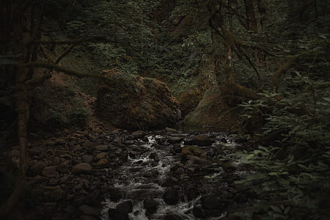 black stones, tree, forest, river, stream, creek, rock, nature HD wallpaper