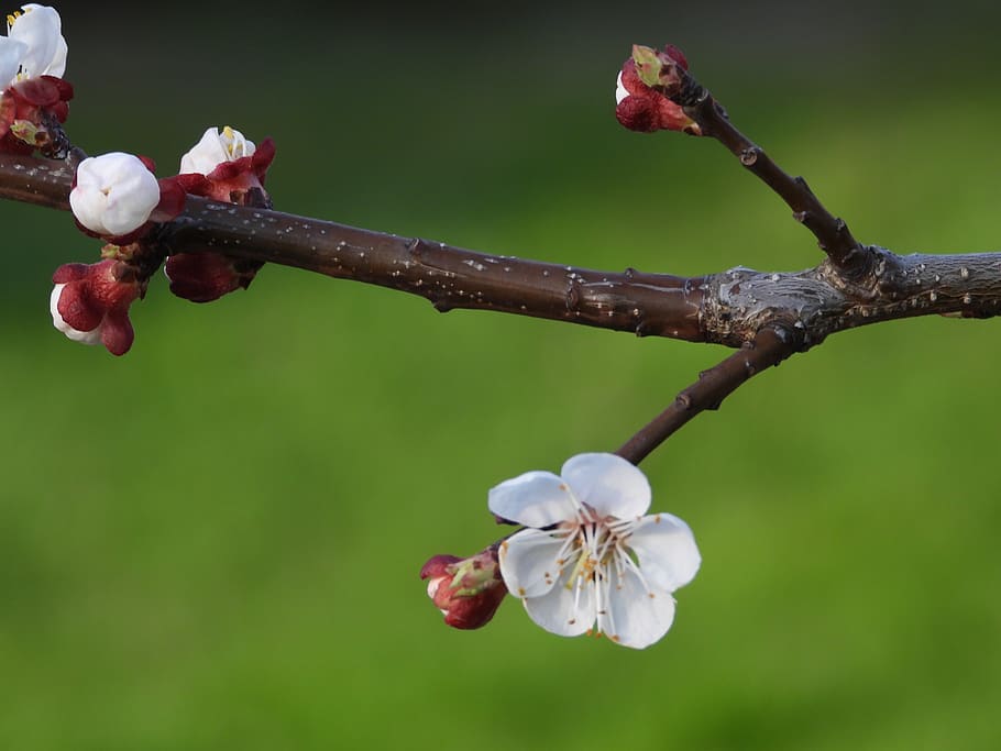 sprig, flowering, spring, nature, tree, garden, plant, white HD wallpaper