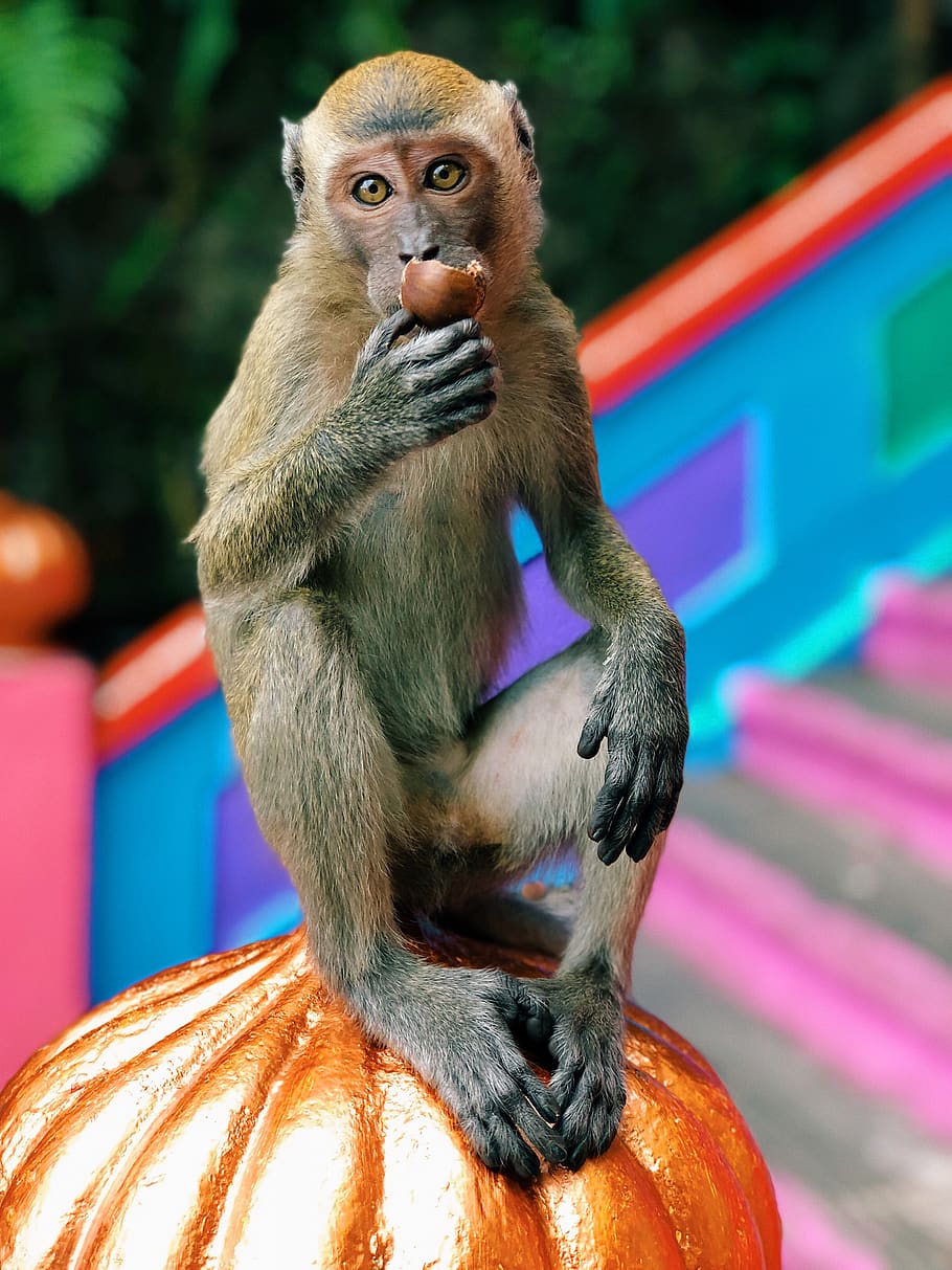 brown monkey on orange pumpkin, wildlife, animal, mammal, malaysia, HD wallpaper