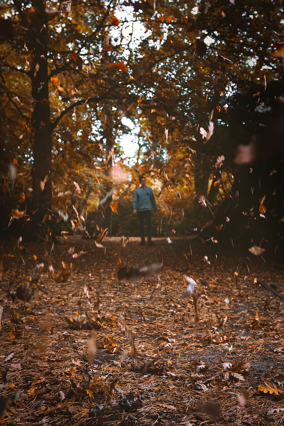 man standing on the forest, scenery, outdoors, nature, landscape HD wallpaper