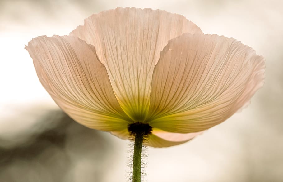 flower, summer, closeup, macro, pale, delicate, bright, beauty in nature HD wallpaper