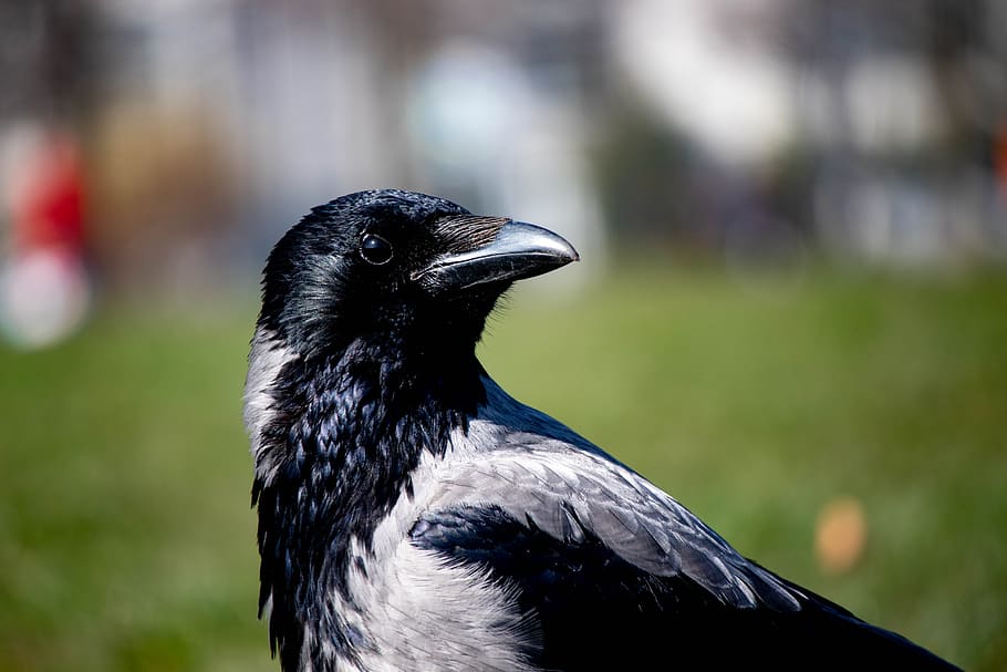 bird, bill, crow, plumage, black, animal themes, one animal HD wallpaper