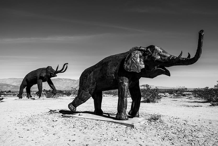 wildlife, animal, mammal, Park, Sculpture, black and white, HD wallpaper