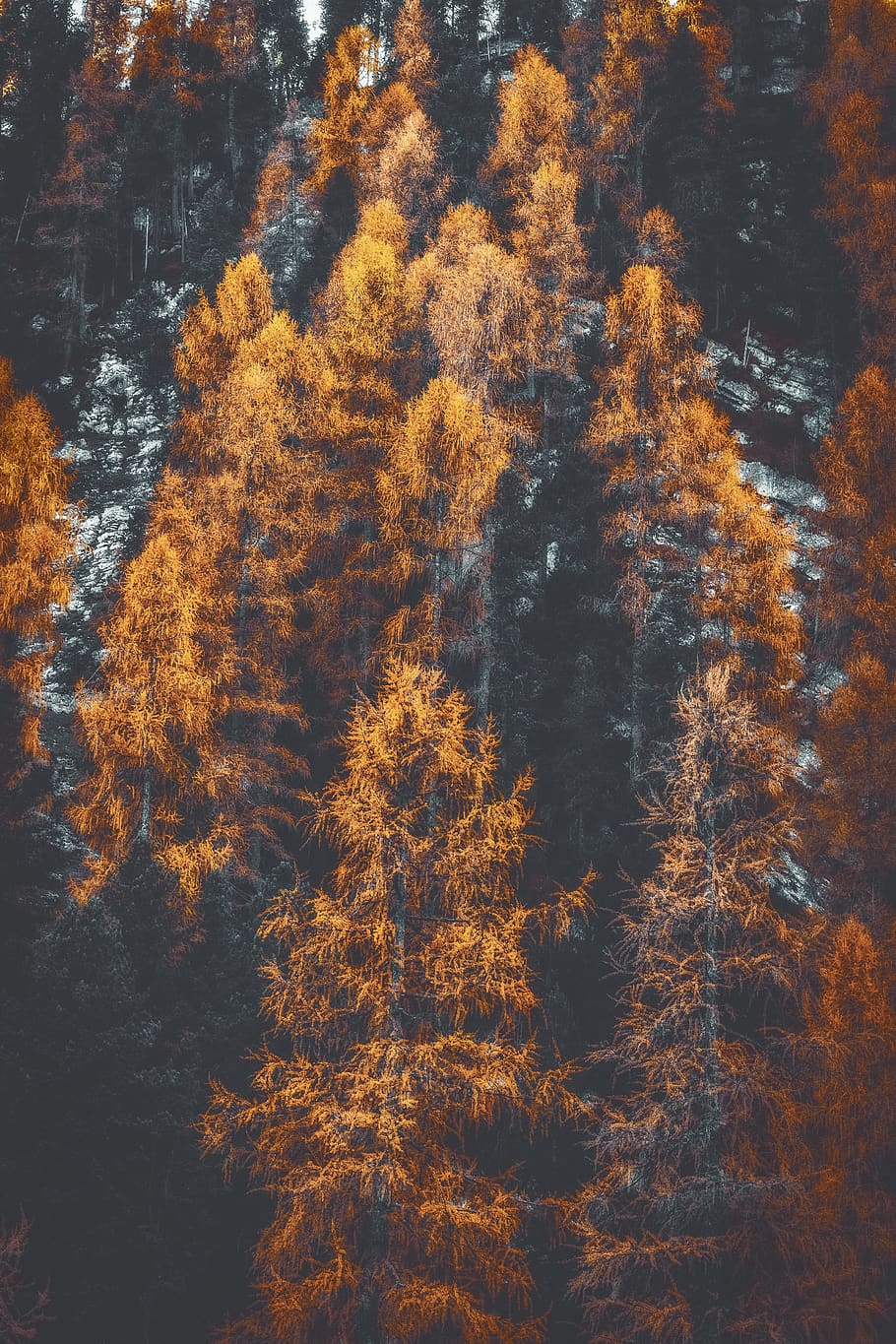 brown trees during daytime, plant, forest, beauty in nature, tranquility HD wallpaper