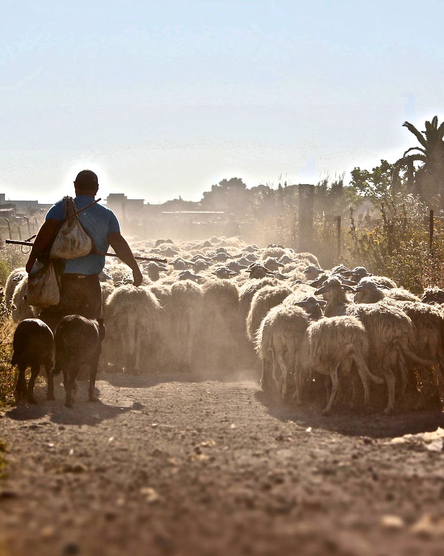 man standing at the sheeps, real people, sky, one person, rear view HD wallpaper