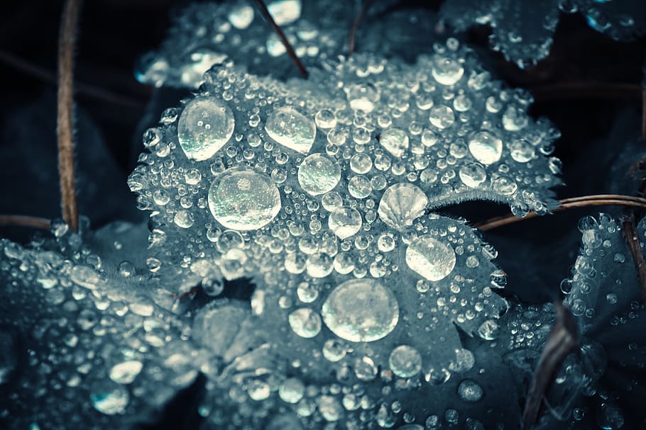 drip, rain, leaf, wet, raindrop, nature, drop of water, droplets HD wallpaper