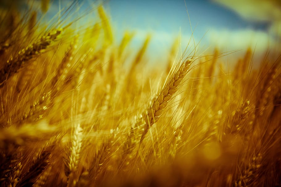 wheat, grain, bread, crop, summer, autumn, nature, gold, yellow HD wallpaper