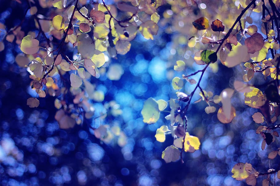 mexico, toluca, light, blue, trees, bokeh, nature, green, leaves HD wallpaper