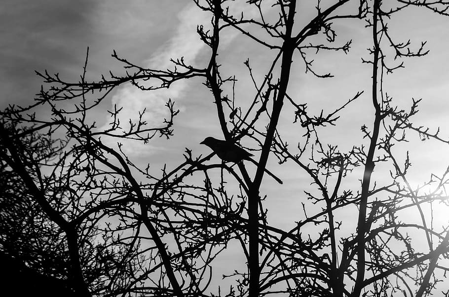 bird, black and white, tree, cloud, sky, branch, plant, silhouette HD wallpaper