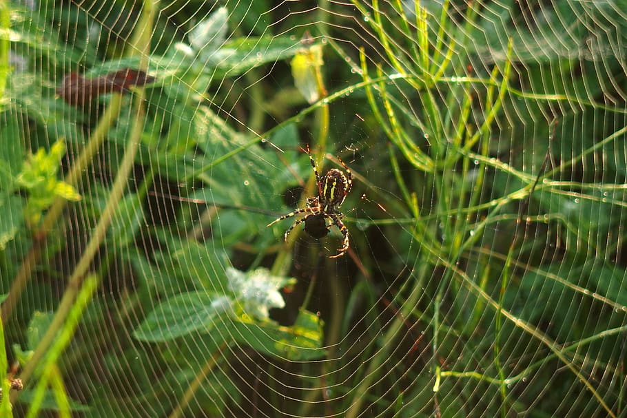 spider, cobweb, green, nature, cobwebs, the environment, arachnid HD wallpaper