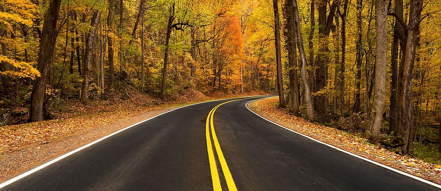 HD wallpaper: road, rural, route, path, pathway, construction, jungle,  forest | Wallpaper Flare