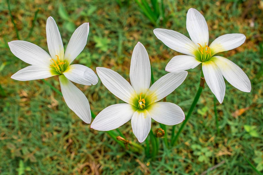 flowers, white, bloom, blooming, flowering plant, freshness HD wallpaper