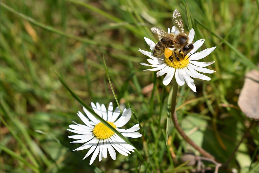 bee, flower, pollination, flowering plant, fragility, vulnerability HD wallpaper