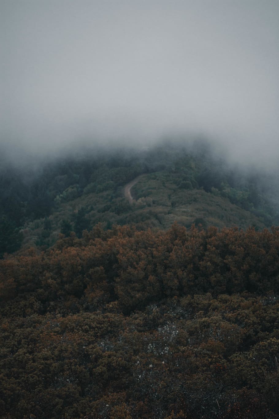 green trees covered with fog, nature, weather, outdoors, mist HD wallpaper