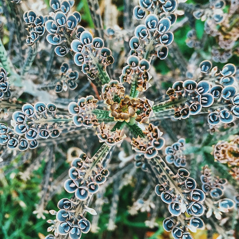 argentina, temperley, cactus, close-up, plant, no people, fragility HD wallpaper