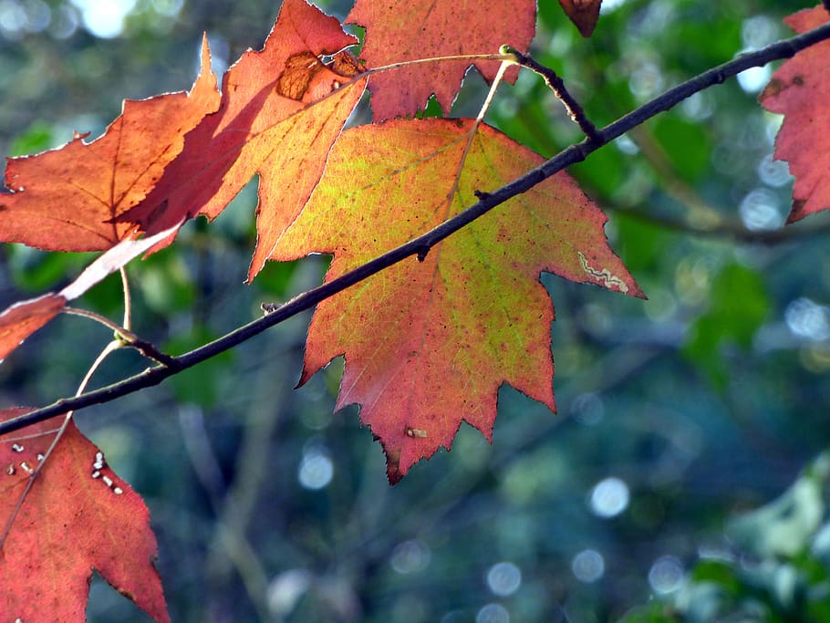leaves, forest, color, fall, branches, wild, environment, light HD wallpaper
