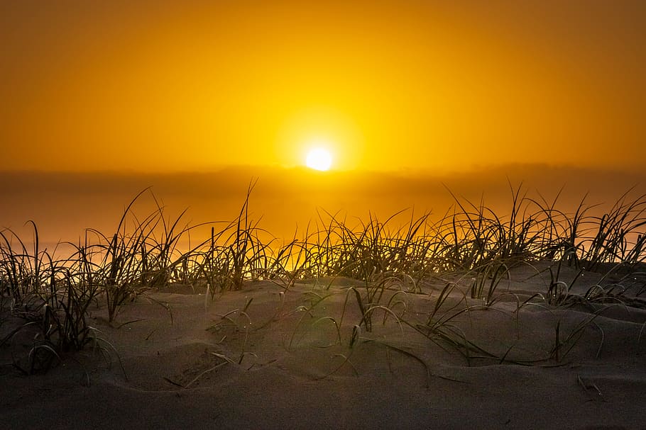grass and white sand under golden hour, sunrise, beach, dune HD wallpaper