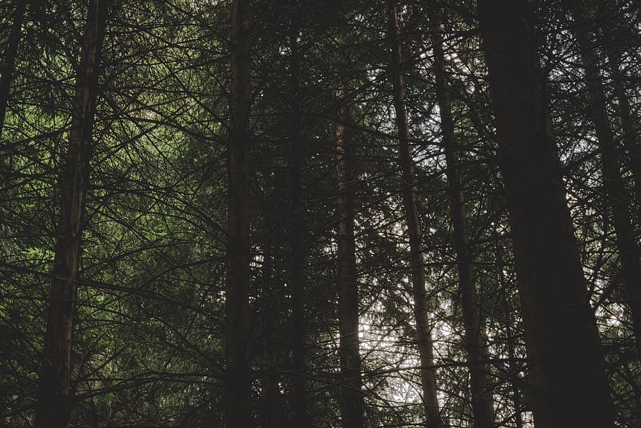 Tall Trees, bark, branches, conifer, dawn, daylight, environment HD wallpaper
