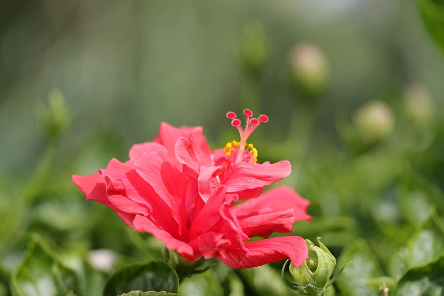 macau, flowers, flowering plant, beauty in nature, fragility HD wallpaper