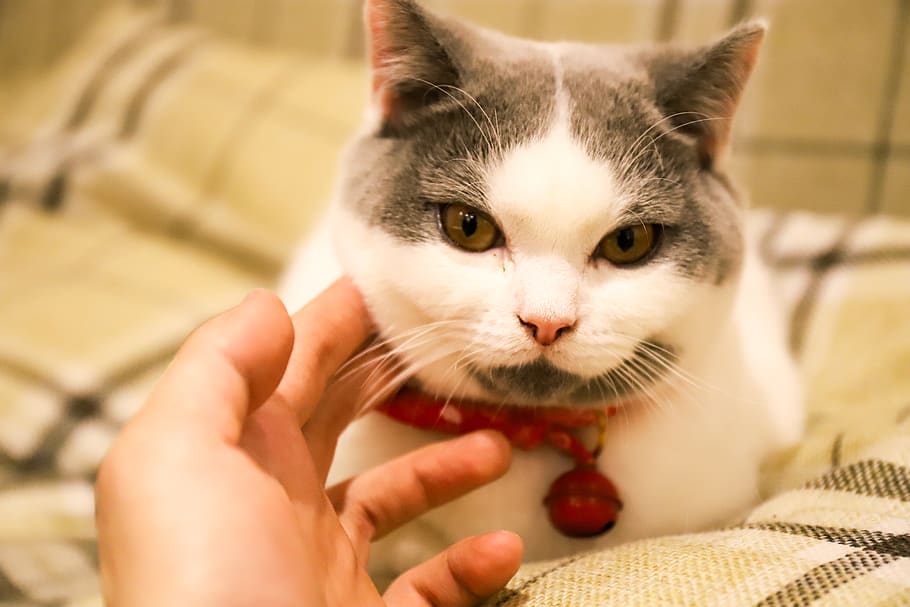 cat, beautiful, eye, mammal, animal themes, domestic, one animal HD wallpaper